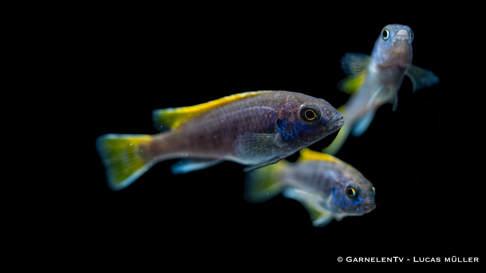 Blauer Gelbflossen-Maulbrüter – Pseudotropheus sp. Acei im Aquarium