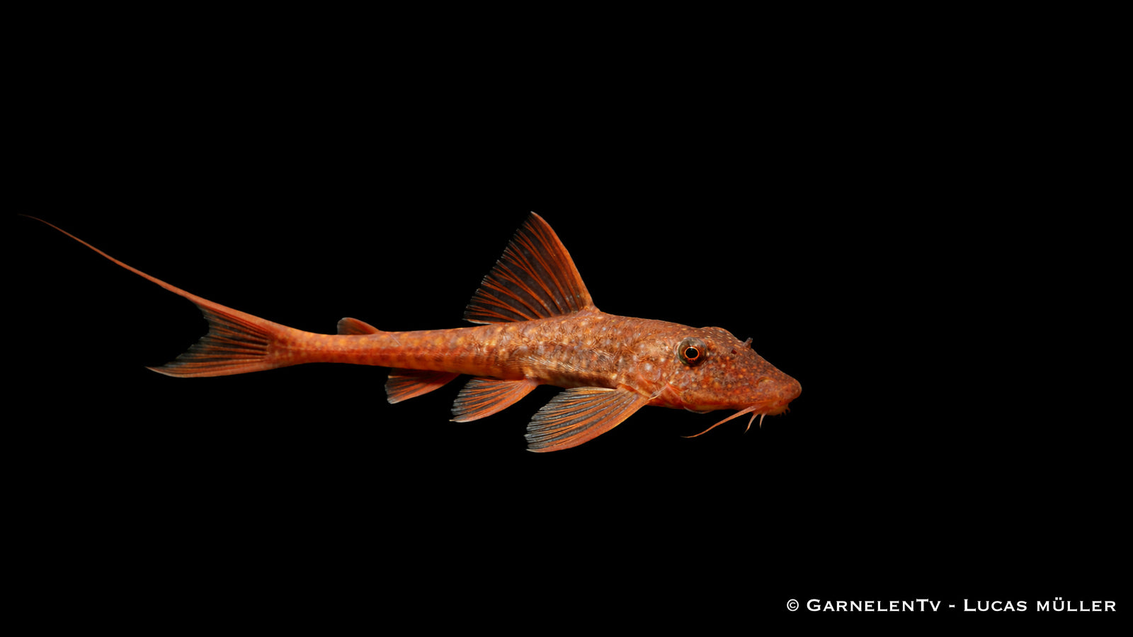 Roter Hexenwels - Rineloricaria sp.