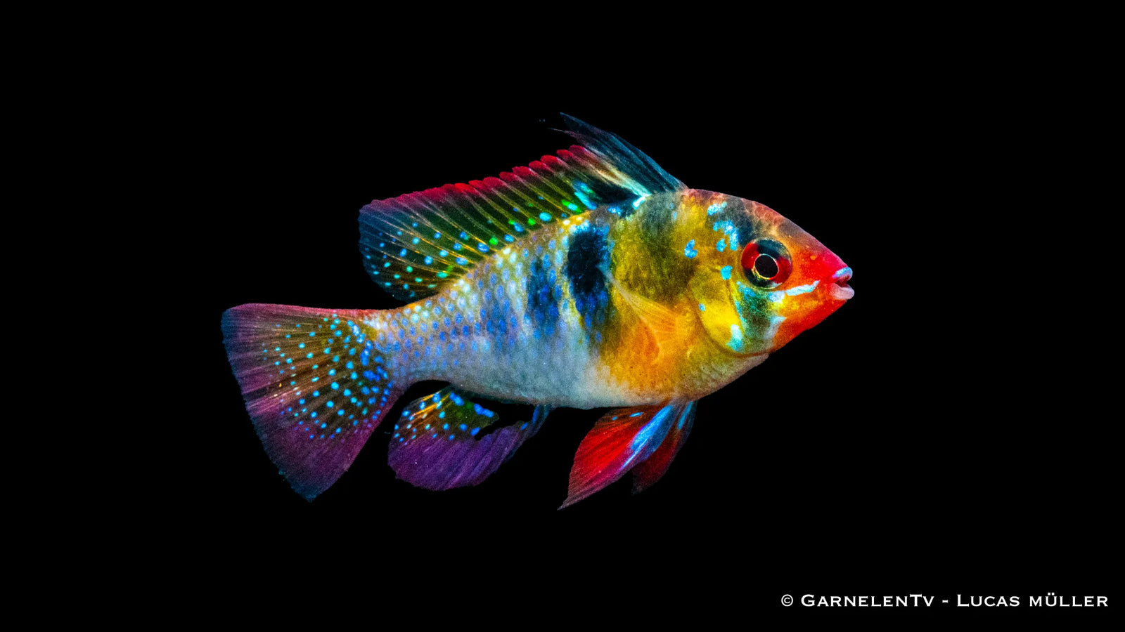 Schmetterlingsbuntbarsch im Aquarium mit intensiver Blau Gelb Färbung und feinen Flossen, detailreich und kontraststark dargestellt