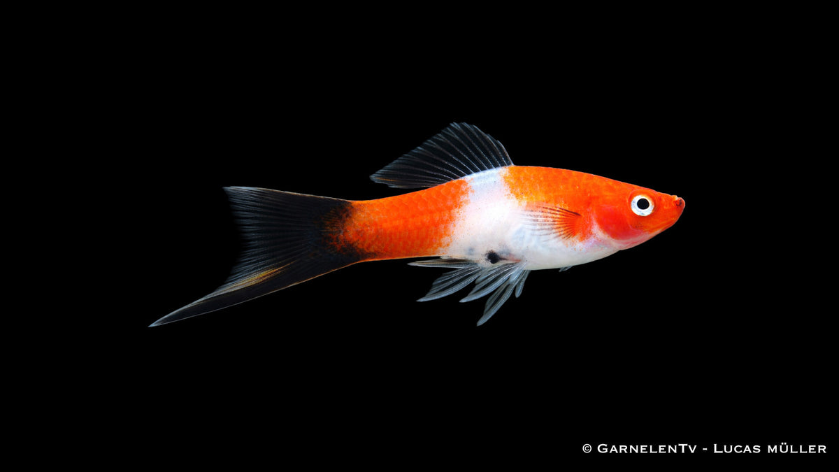 Schwertträger Koi Kohaku Wagtail mit kontrastreicher rot weiß schwarz Zeichnung im Aquarium