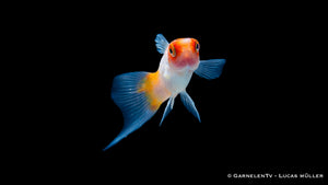 Koi Kohaku Schwertträger im Aquarium mit kontrastreicher Zeichnung und natürlicher Farbwirkun