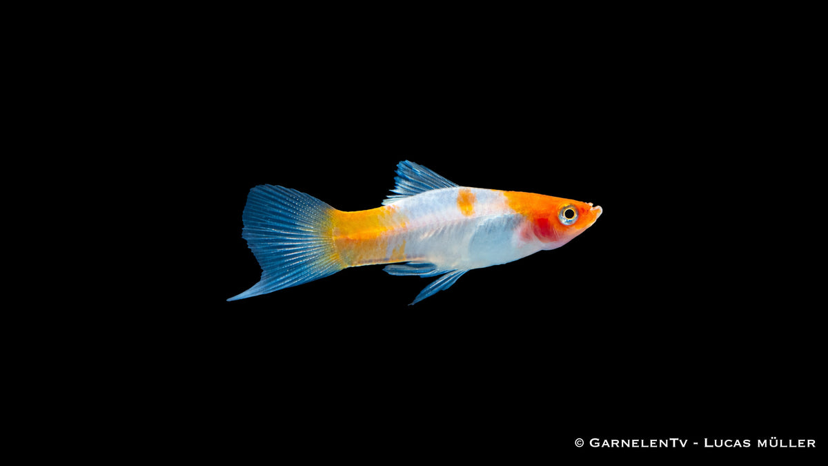 Schwertträger Koi Kohaku mit klarer rot weiß Zeichnung im Aquarium Detailaufnahme