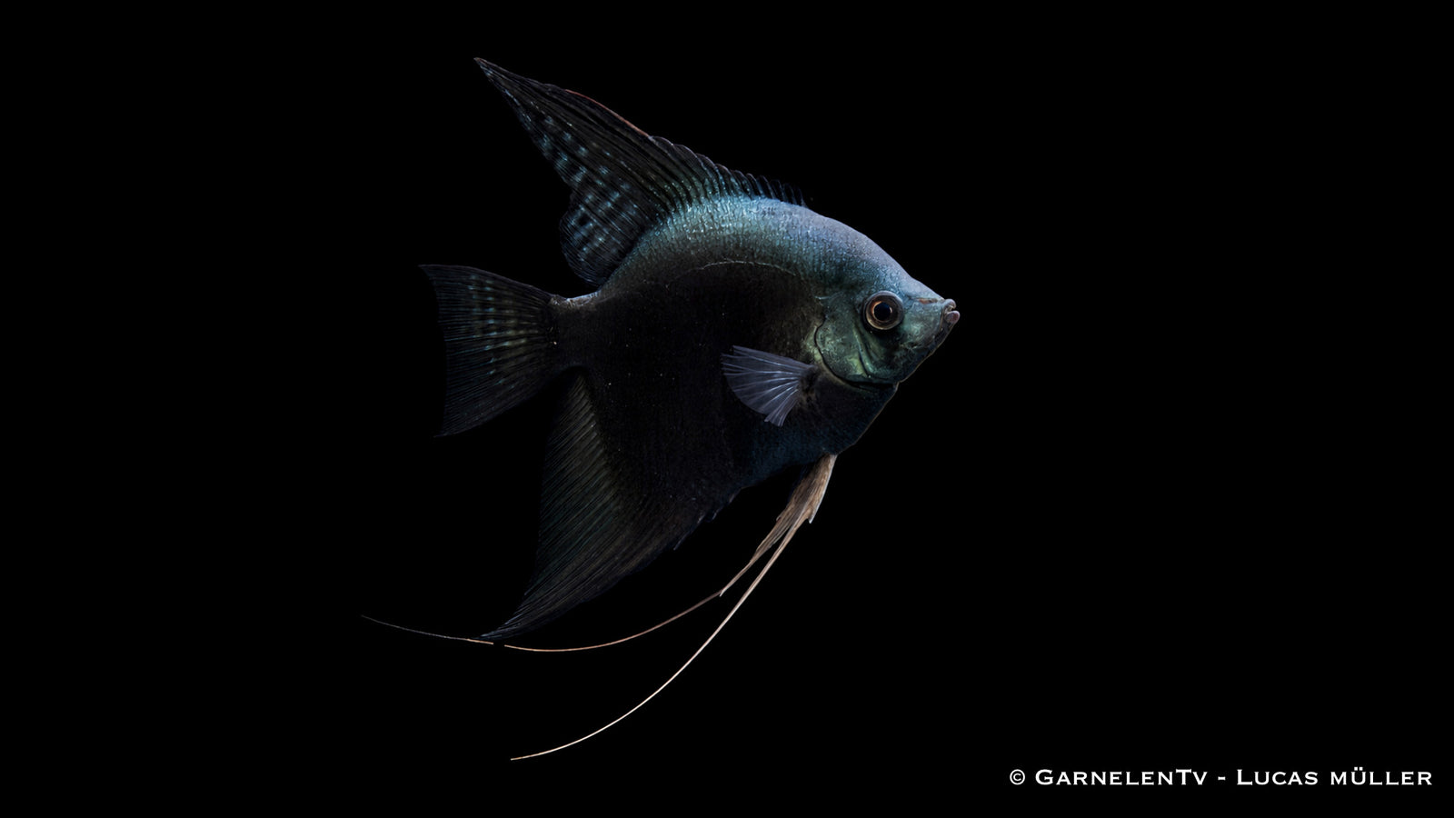 Skalar dark pinoy - Pterophyllum scalare