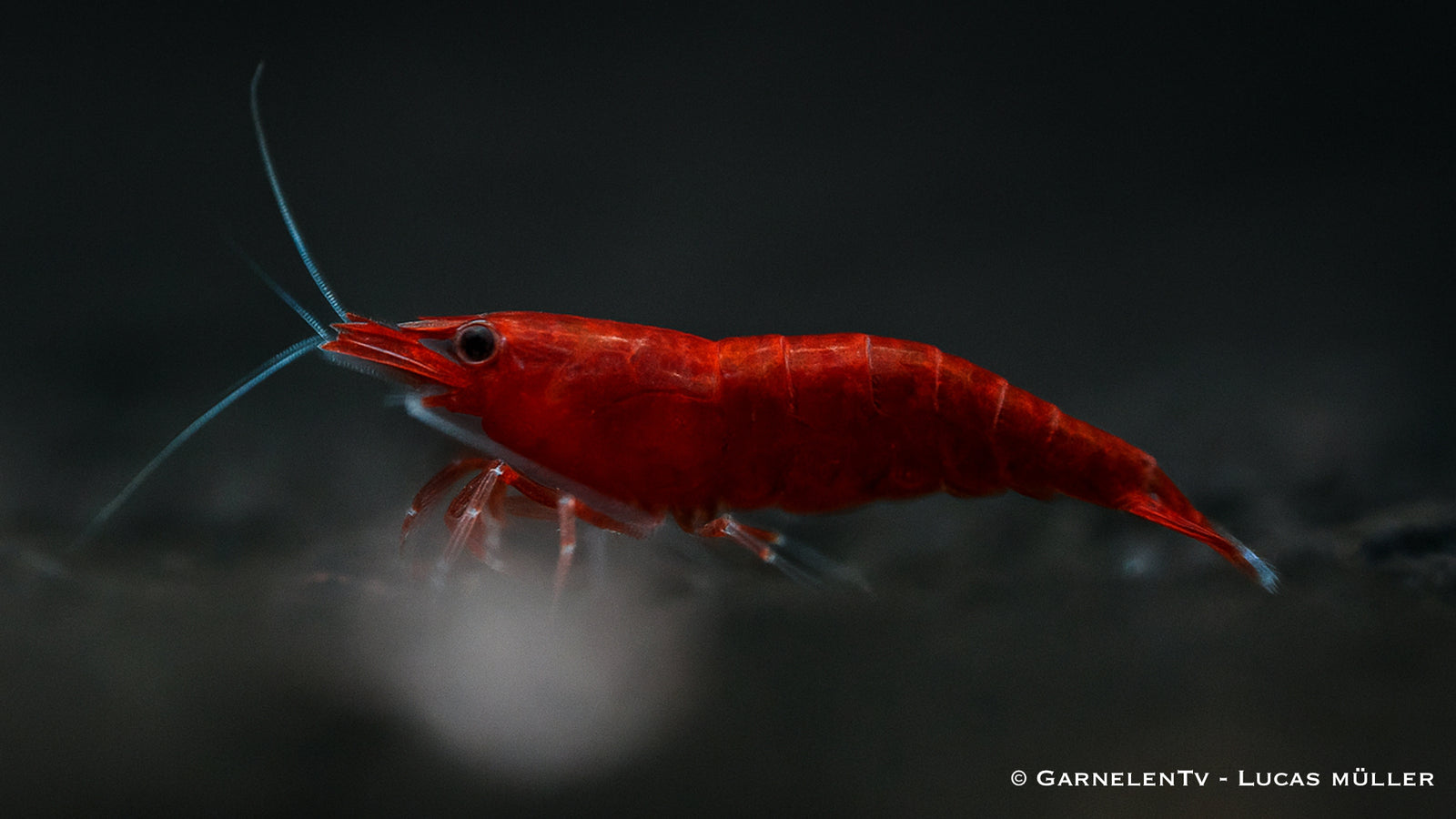 Bloody Mary Garnele - Neocaridina davidi (DNZ) - GarnelenTv-Shop
Bloody Mary Garnele schwimmt auf dunklem Aquarienboden
