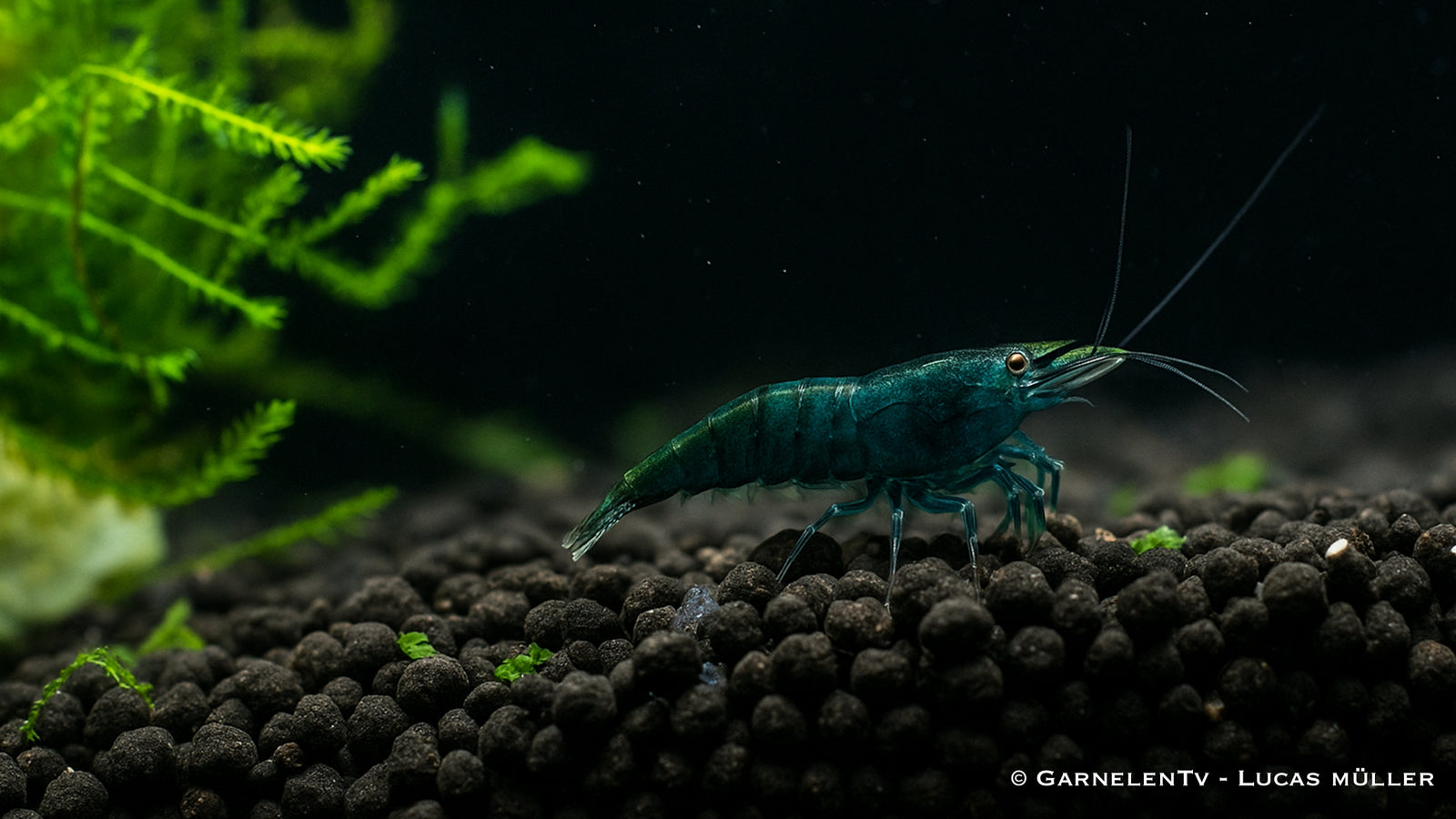 Green Jade Garnele - Neocaridina davidi "Green Jade" DARK - GarnelenTv-Shop
Green Jade Garnele auf hellem Bodengrund