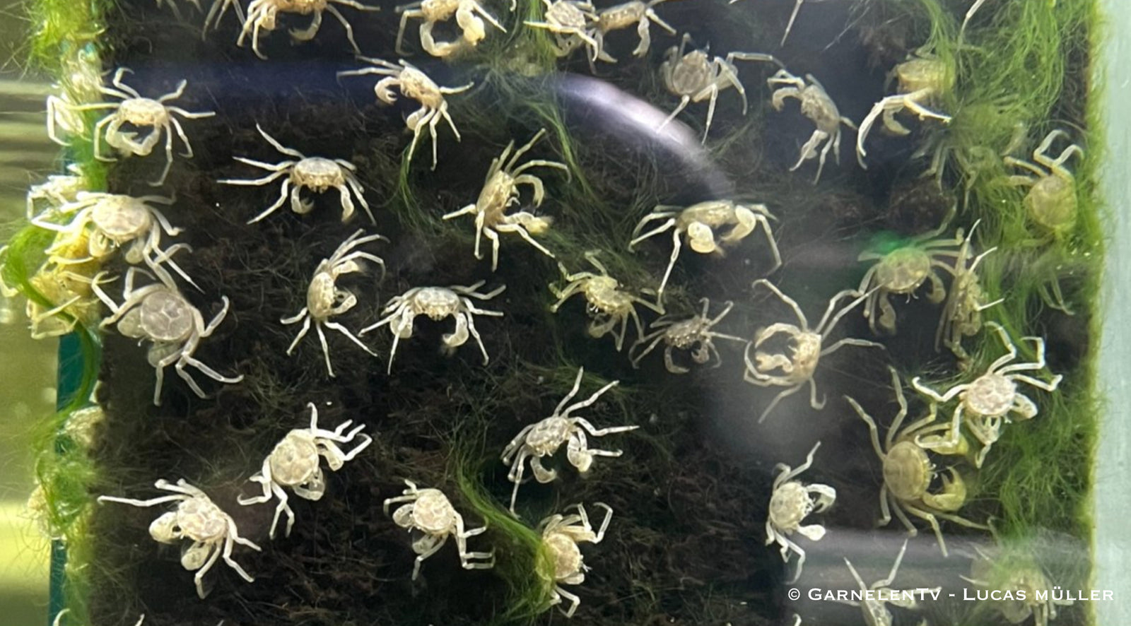 Microkrabbe - Limnopilos naiyanetri - GarnelenTv-Shop
Microkrabbe Limnopilos naiyanetri im Nanoaquarium