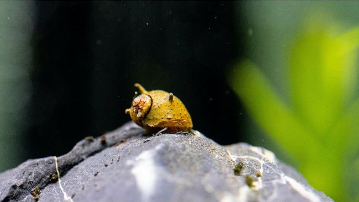 Geweihschnecke "Mix" - GarnelenTv-Shop
Clithon diadema frisst Algen auf Aquariumdeko