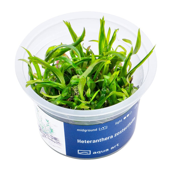 Heteranthera zosterifolia - InVitro - GarnelenTv-Shop