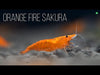 Orange Fire Garnele - Video