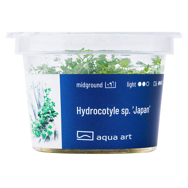 Hydrocotyle sp. ’Japan’ - InVitro - GarnelenTv-Shop