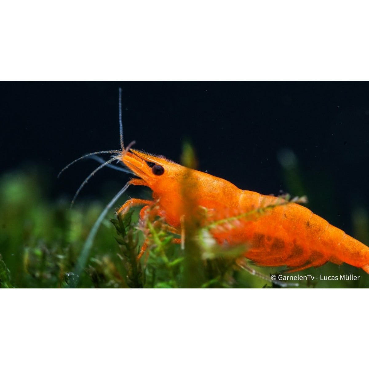 Orange Fire Garnele - Sakura Sunkist Garnele - Neocaridina davidi 