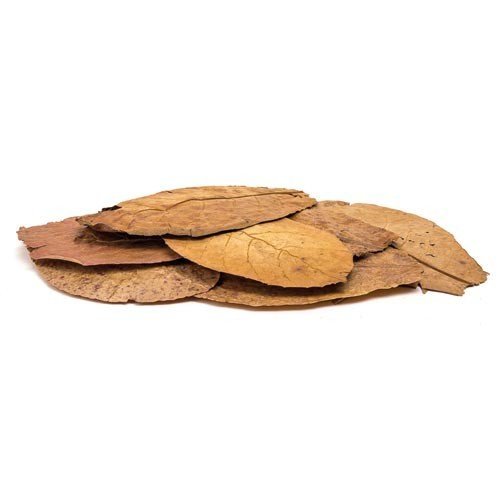 Seemandelbaum Blätter / Catappa Blätter 10 Stück - GarnelenTv-Shop