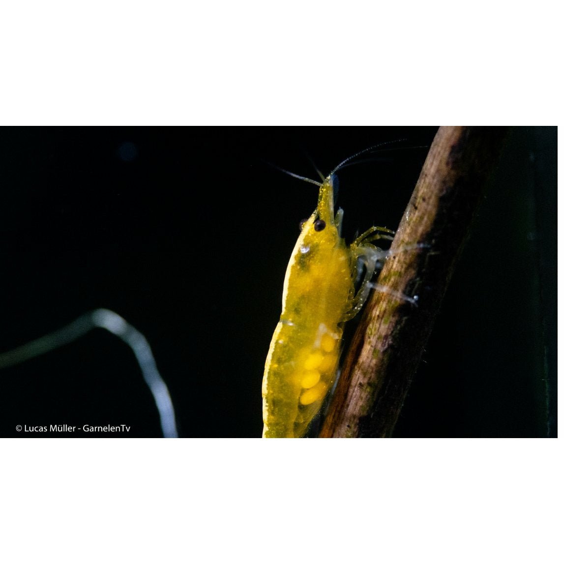 Yellow Fire Garnele - Gelbe Garnele - Neocaridina davidi 