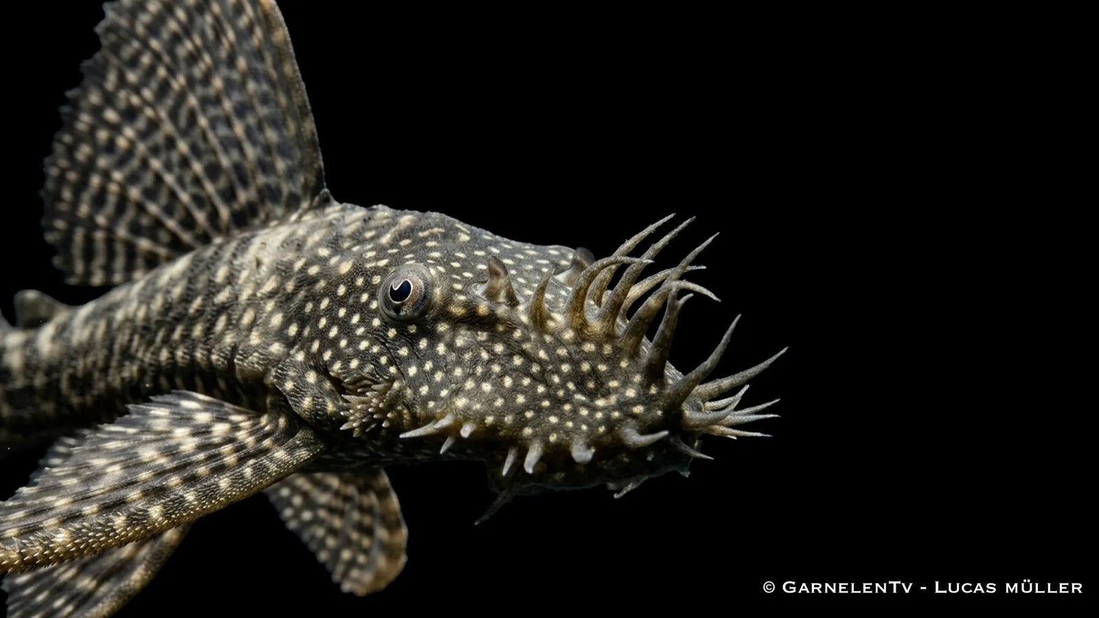 Antennenwels im Aquarium