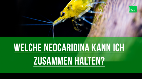 Welche Neocaridina kann ich zusammen halten | Zwerggarnelen - Neocaridina miteinander mixen