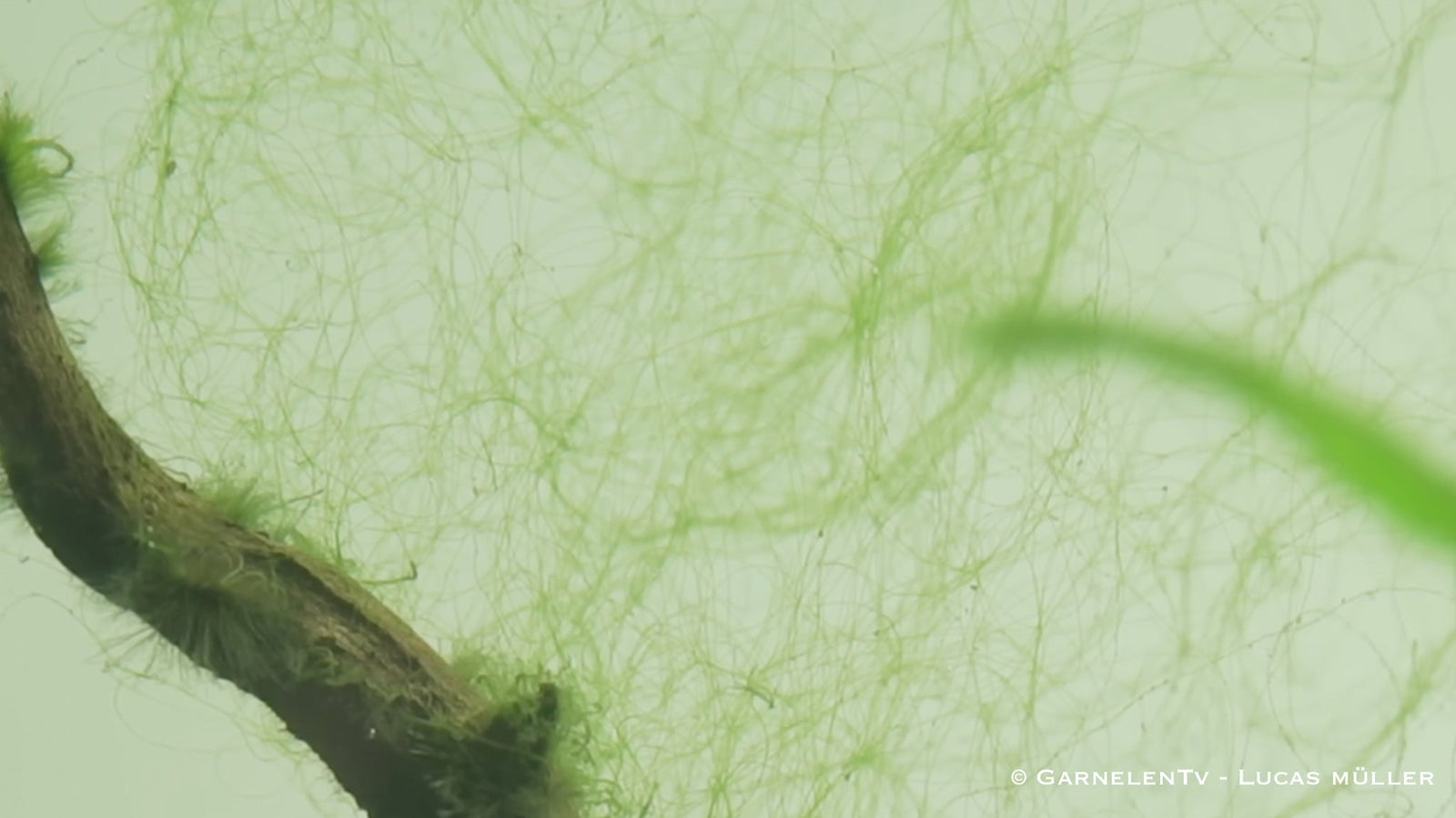 Fadenalgen richtig im Aquarium erkennen und bekämpfen