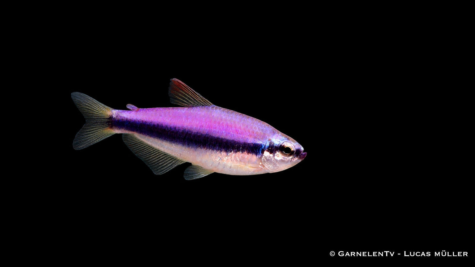 Königssalmler Inpaichthys kerri Haltung, Aquarium & Vergesellschaftung