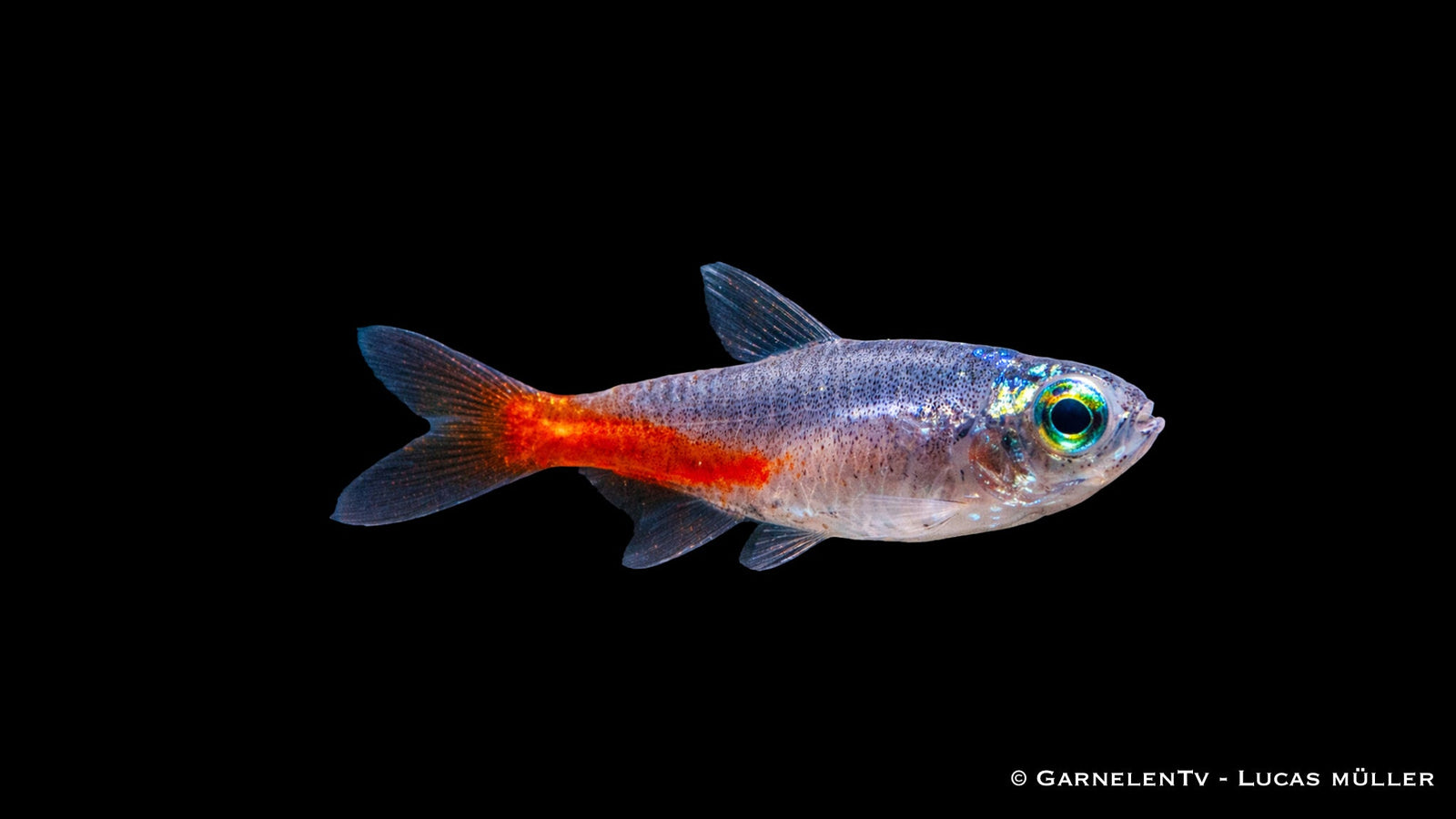 Neonsalmler im Aquarium halten, züchten und verkaufen