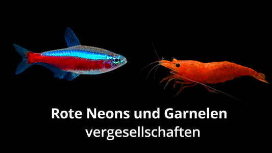 Roter-Neon-Paracheirodon-axelrodi-GarnelenTv-Aquaristik