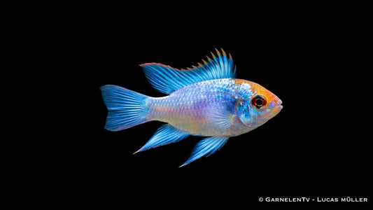 Schmetterlingsbuntbarsch Blau Eletric