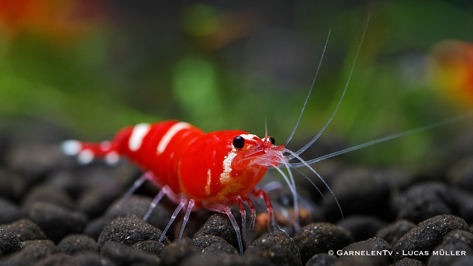 Super Crystal Red Garnele auf Nahrungssuche