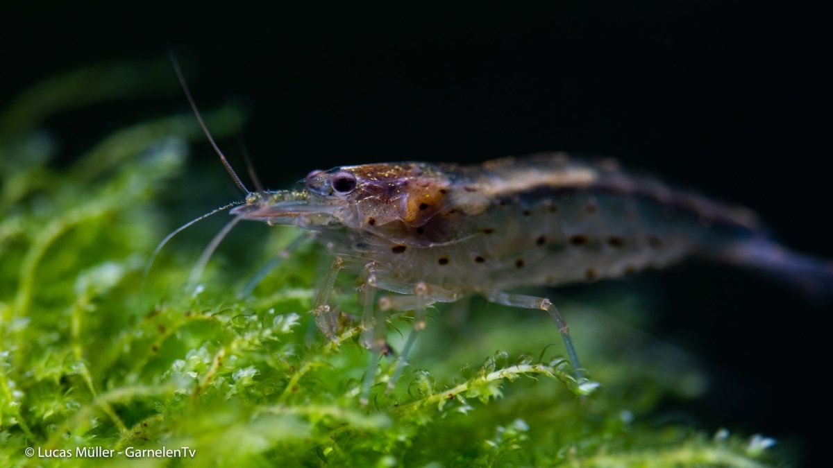 Amanogarnelen im Aquarium - GarnelenTv-Shop