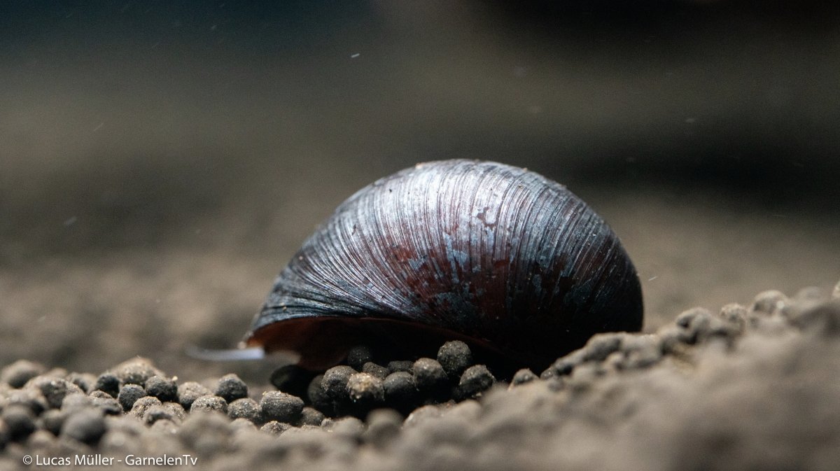 Die Anthrazit Napfschnecke - GarnelenTv-Shop
