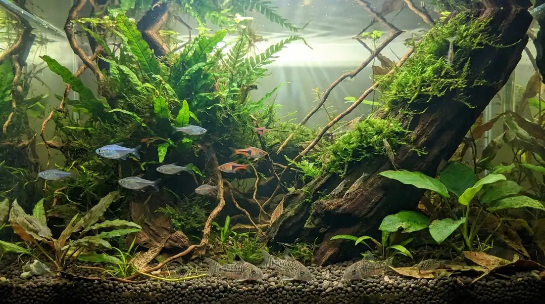 Friedliche Zierfische in einem Biotop Aquarium