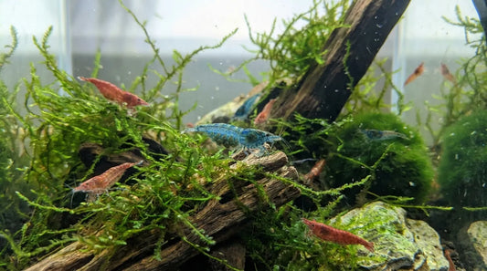 Zwerggarnelen erfolgreich nachzüchten - Leitfaden wie es wirklich klappt