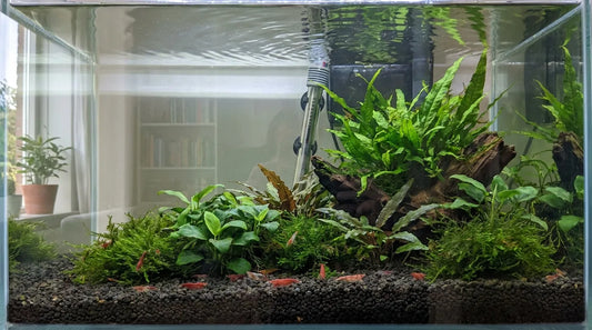 Aquarium mit Garnelen und beseitigter Kahmhaut