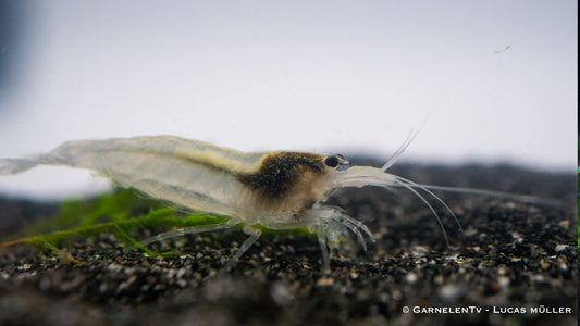 Weiße Amanogarnele im Aquarium auf dem Bodengrund