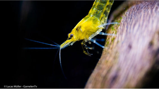 Yellow Fire Zwerggarnele - Neocaridina davidi Männchen