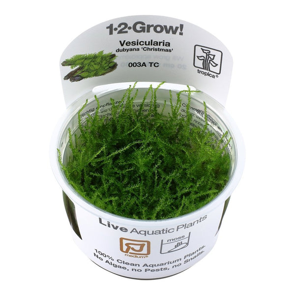 1-2 Grow InVitro - GarnelenTv-Shop