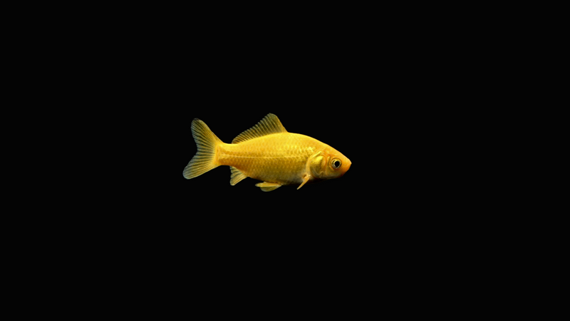 Goldfische