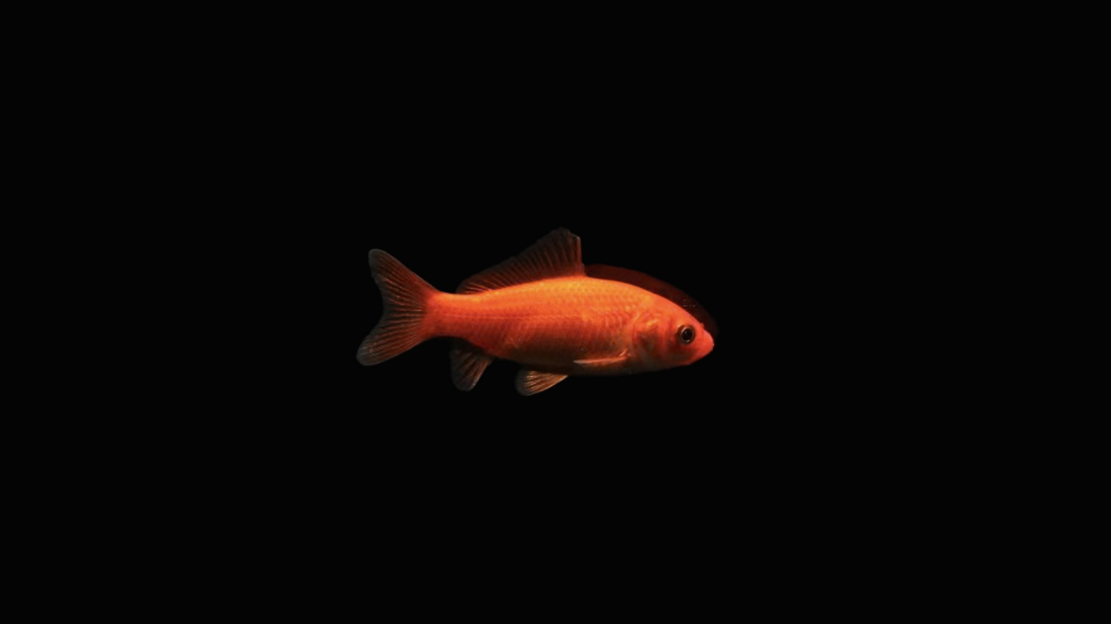 Goldfisch-in-einem-teich