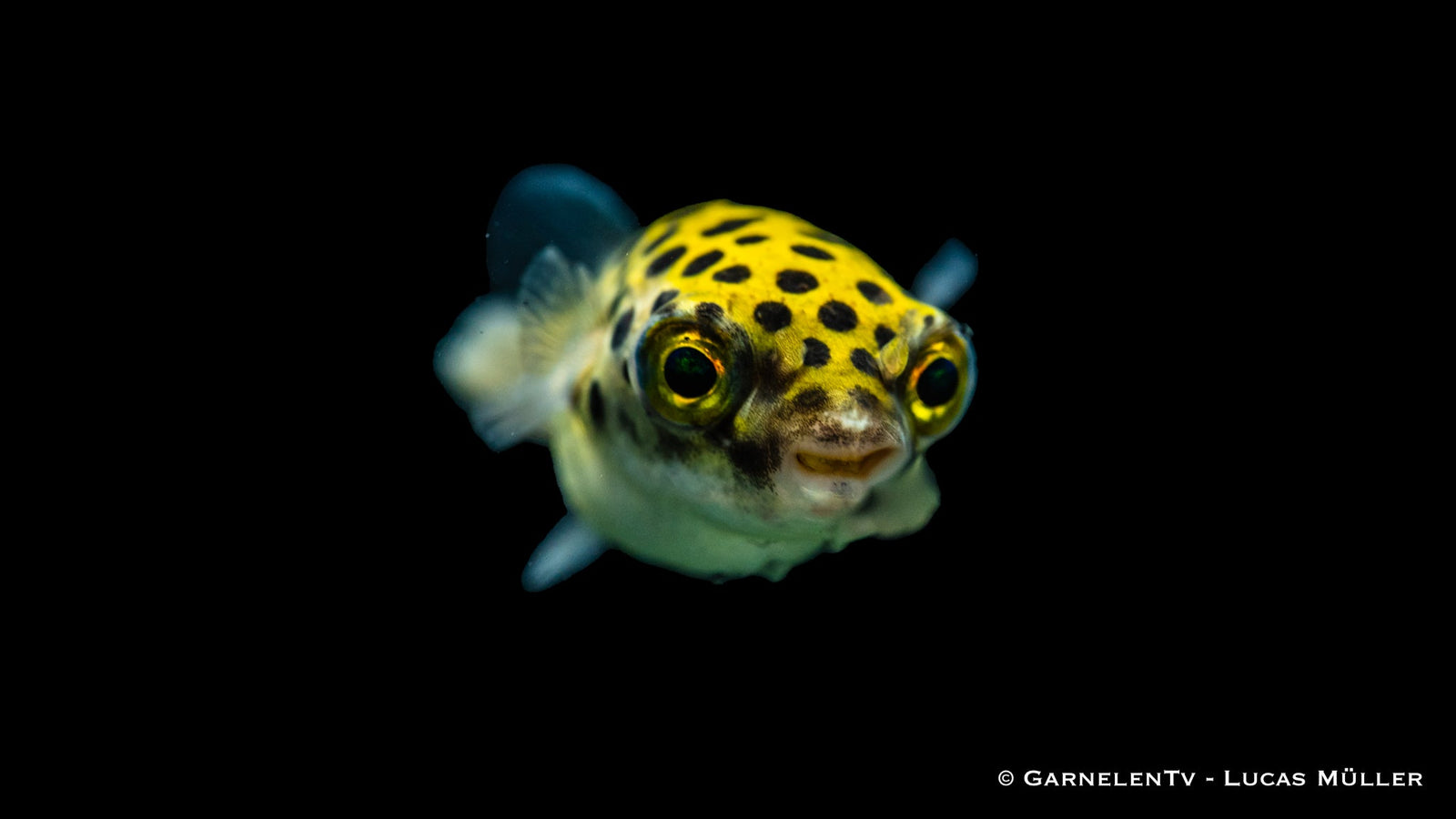 Grüner Kugelfisch im aquarium