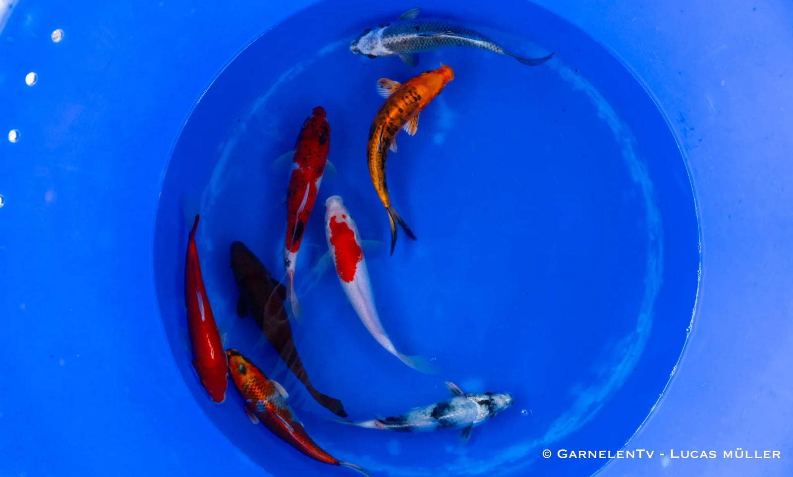 Koi-in-einem-blauen-behälter-mit-vielen-weiteren-kois