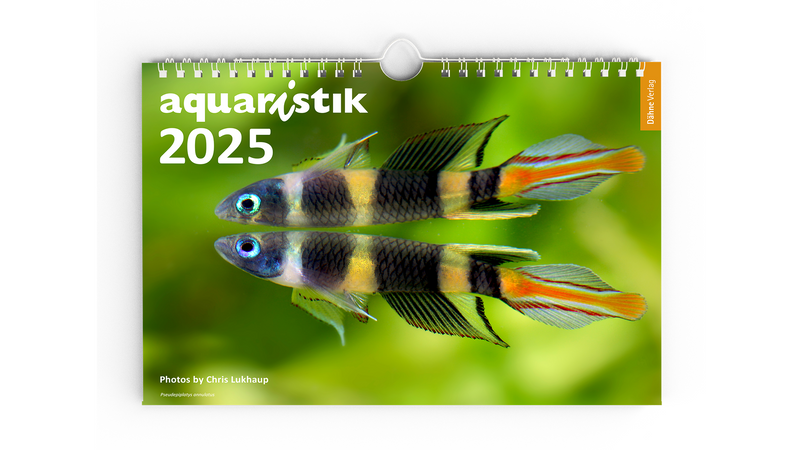 Kalender