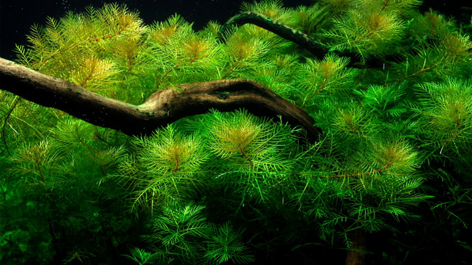 Aquascaping