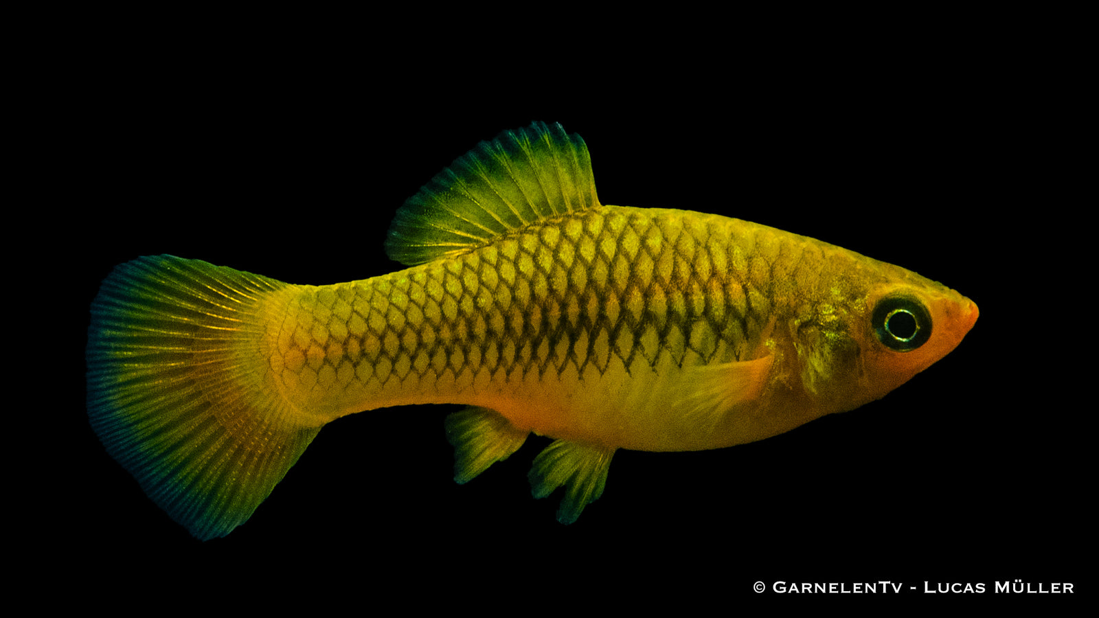 Platy-lebendgebärend-gold