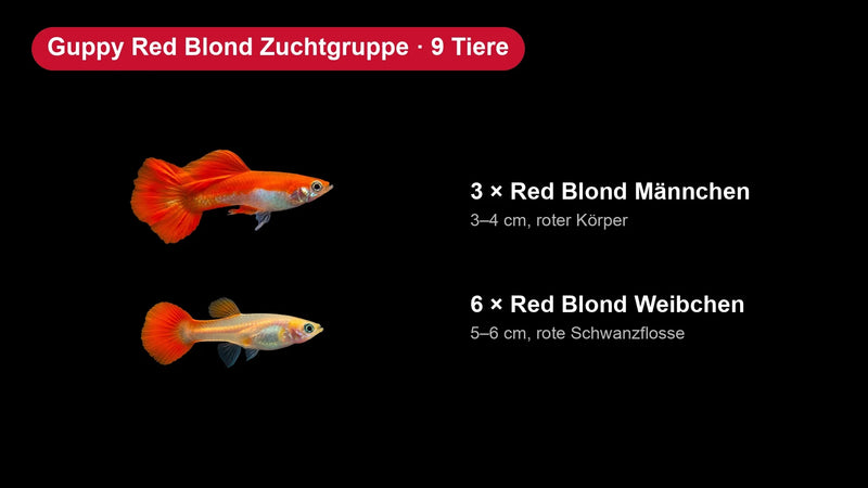 Guppy Zuchtgruppen