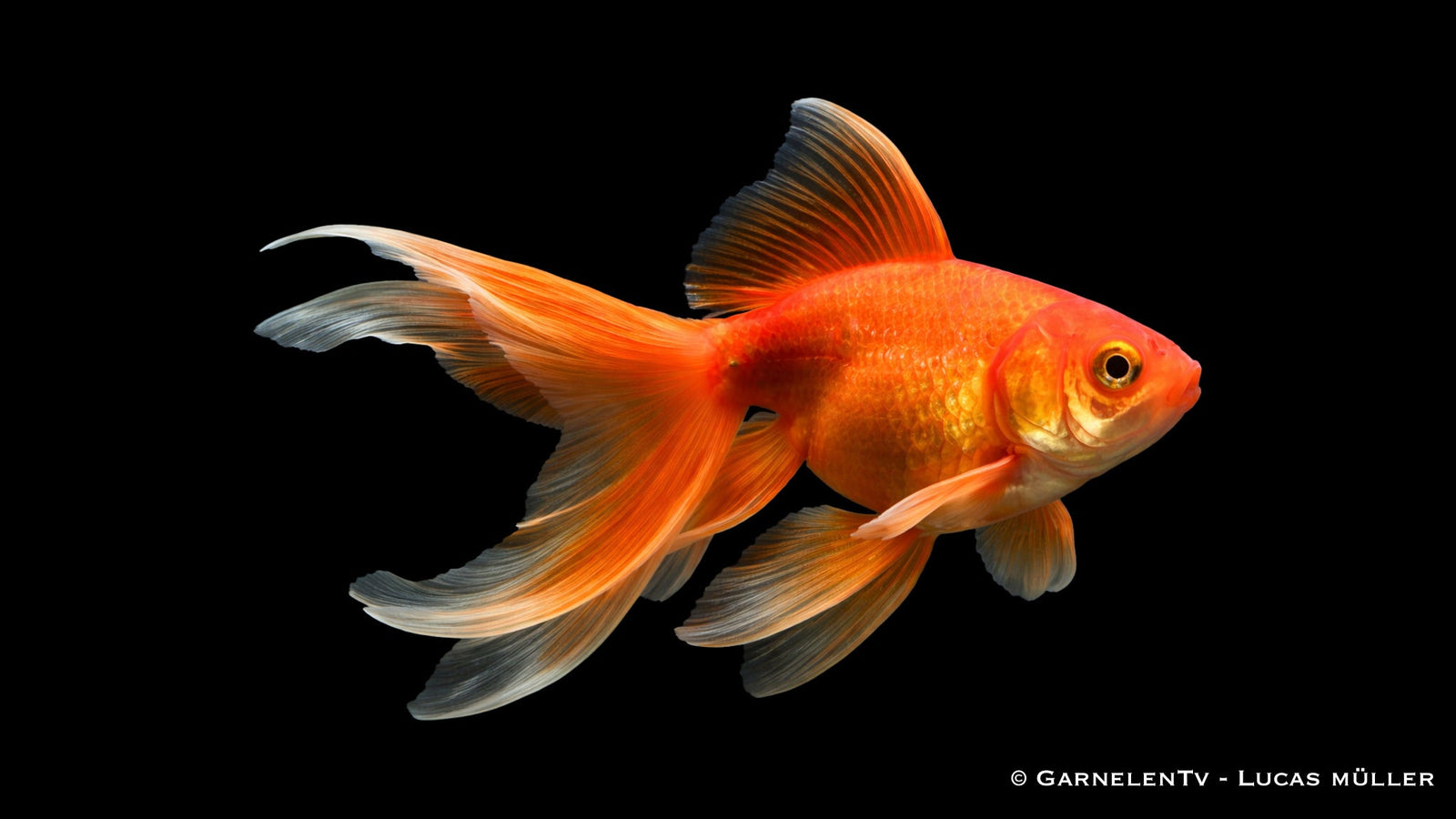 Goldfische für Aquarien, Teiche, Gartenteiche, Biotopteiche und zur Haltung
