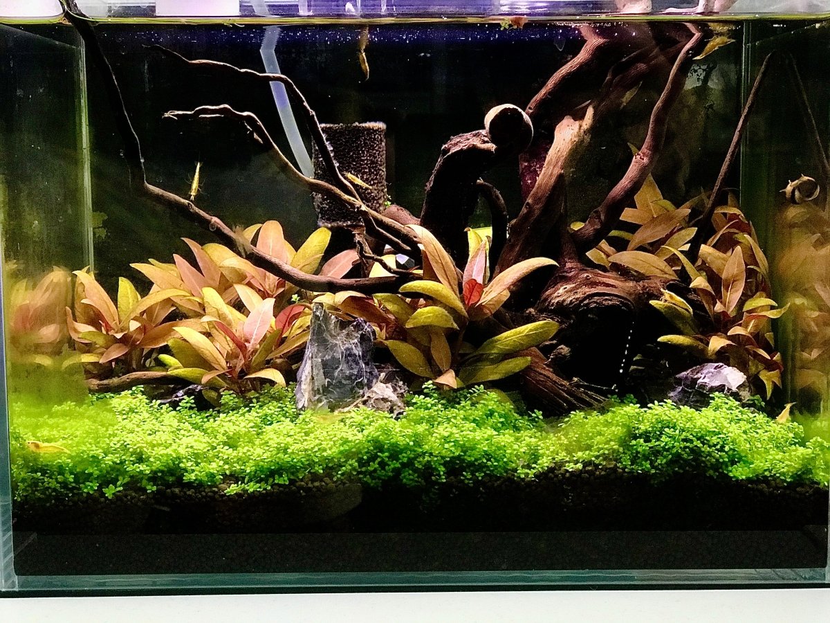 Alle Aquarien - GarnelenTv-Shop
