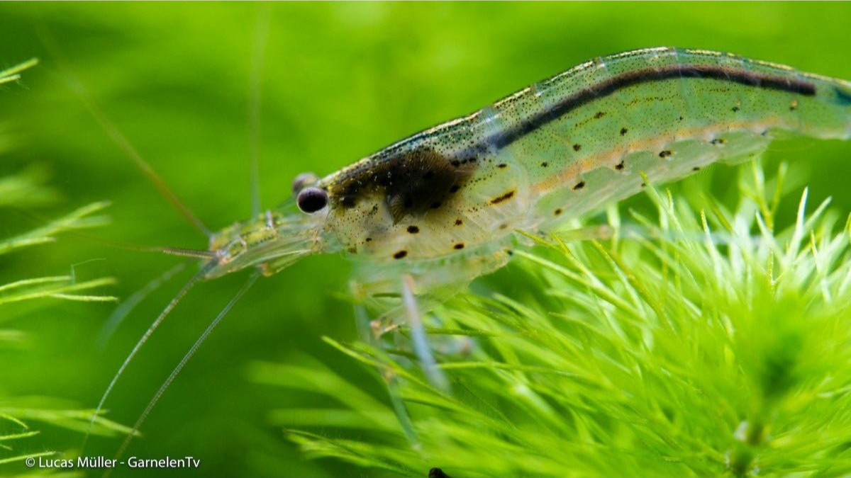 Wirbellose Amanogarnele
