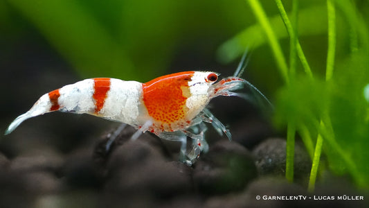 Red Bee Garnele - caridina logemanni im Aquarium