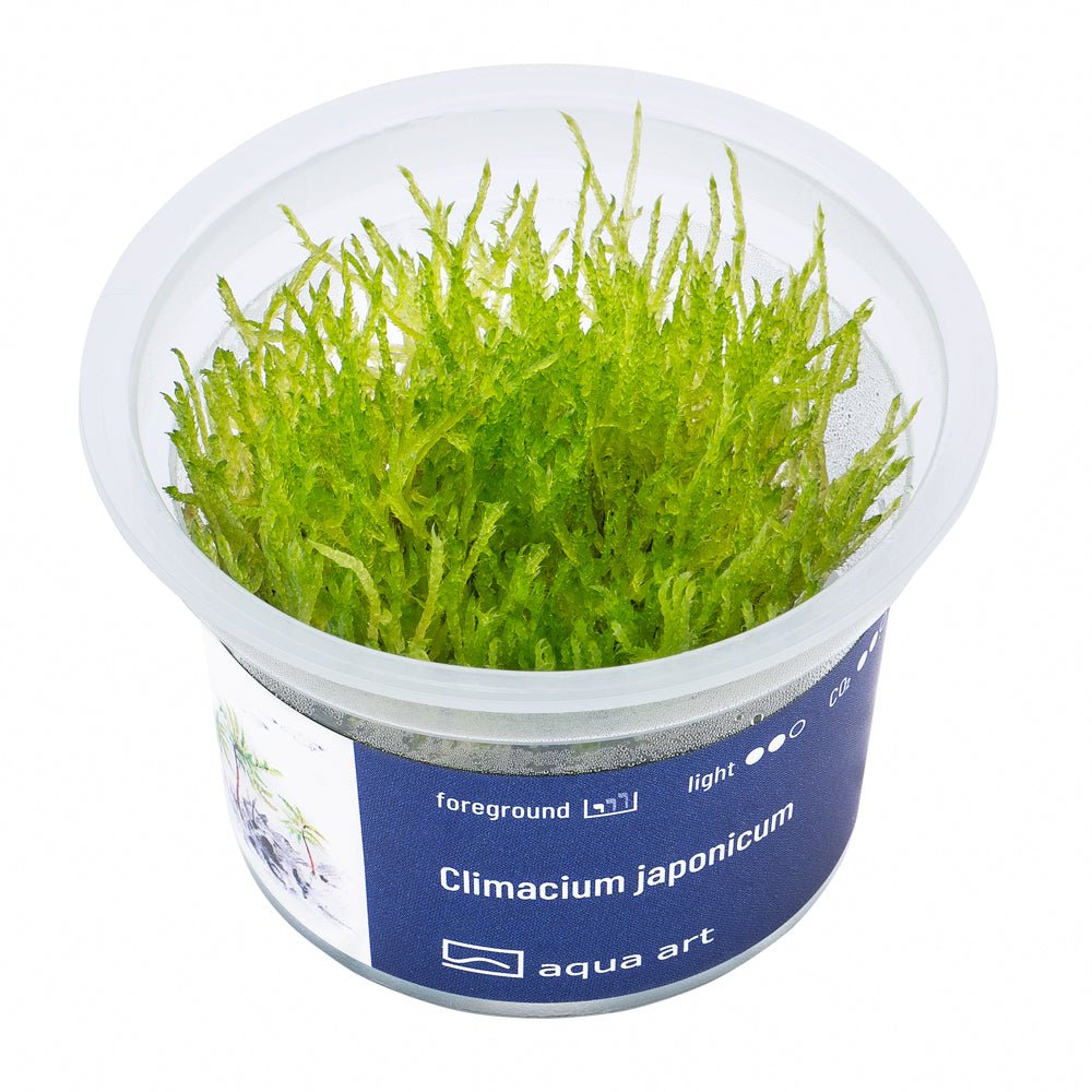 Javamoos fürs Aquarium im Topf