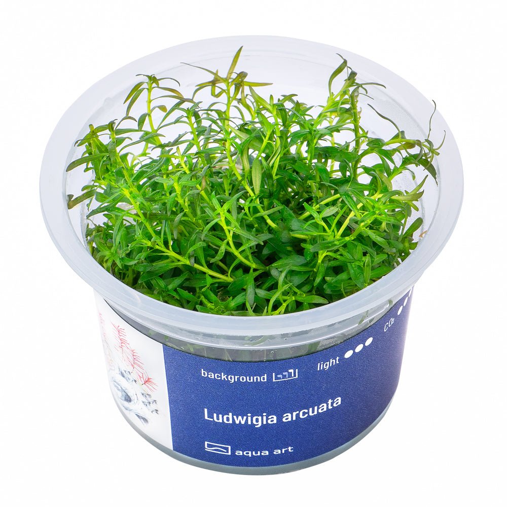 Hintergrundpflanze Ludwigia