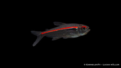 Salmler