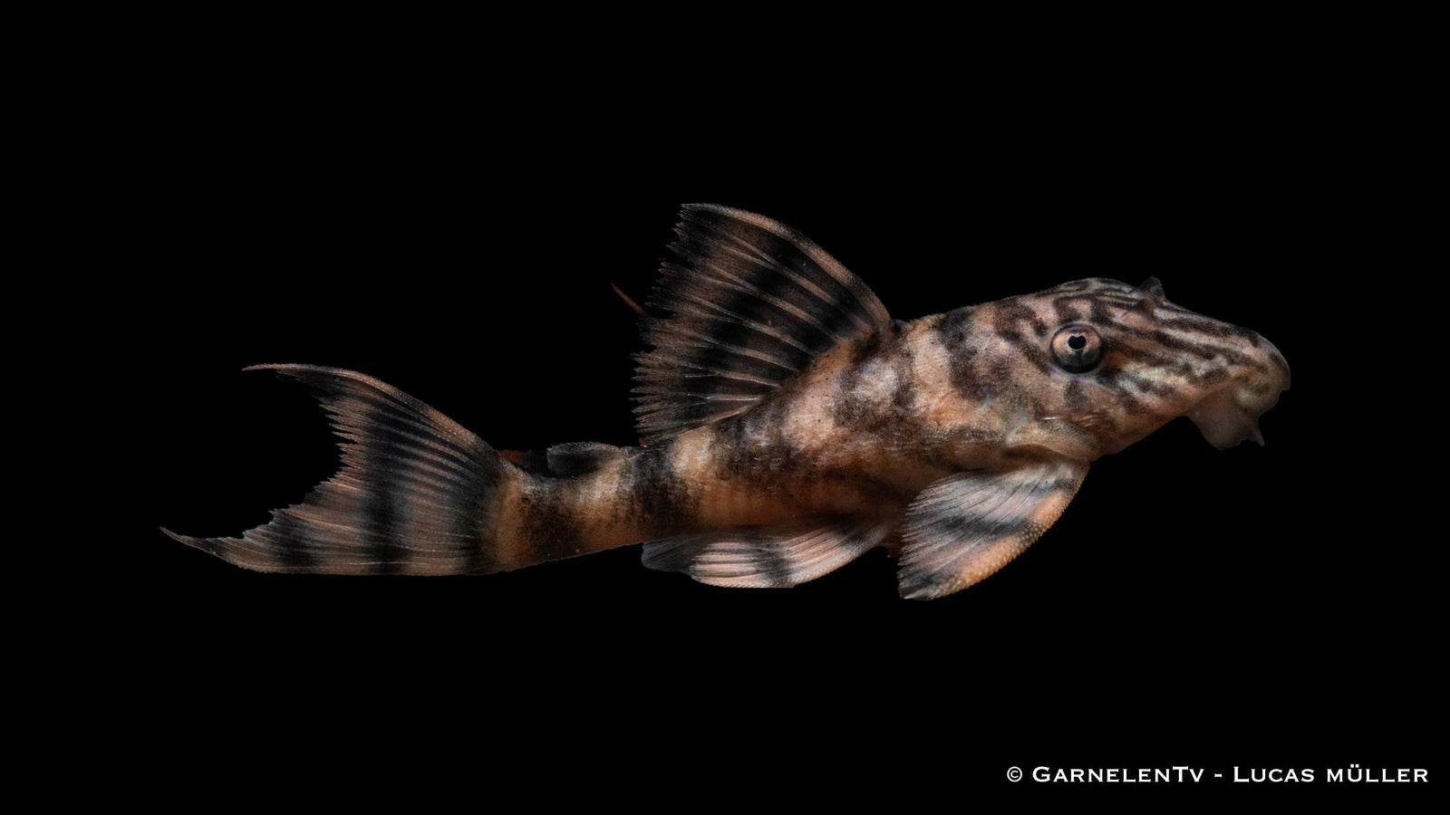 L397 Harnischwels Tiger - Panaqolus sp