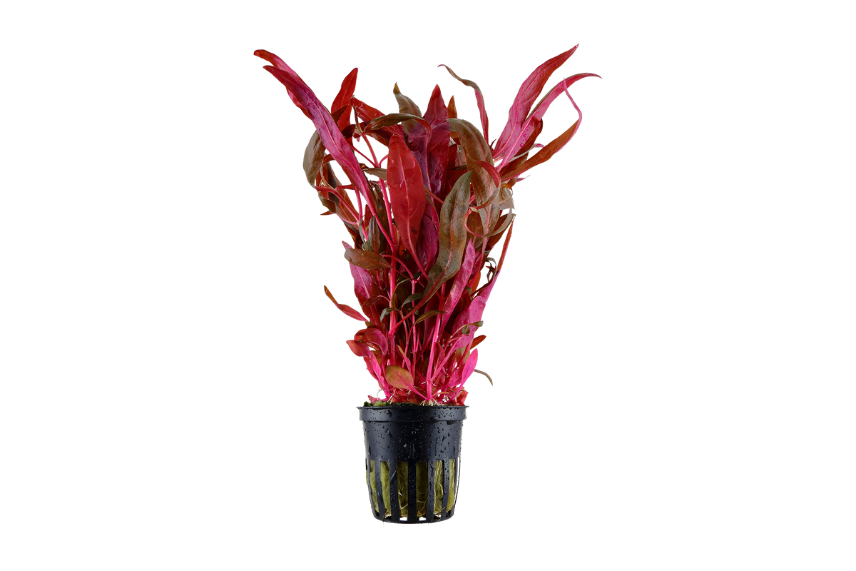 Alternanthera reineckii 'Pink' - Tropica